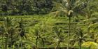 Rice Terraces - Bali T (PBH4 00 16578)